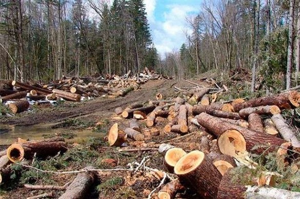 У Черкаській області судитимуть лісівників, які змовилися та вирубали дерев на 450 тис грн