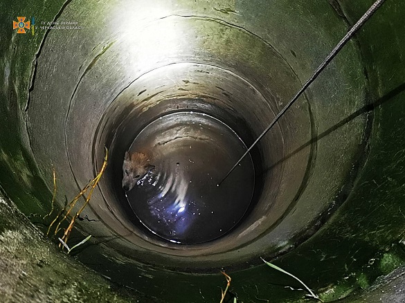 У Черкаській області врятували собаку, який впав до криниці з крижаною водою (ФОТО)
