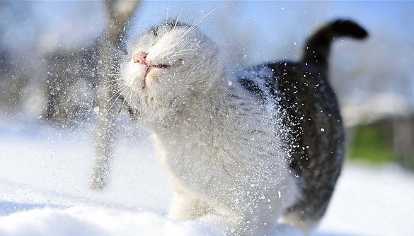 Зима в Черкаській області розпочнеться зі снігу