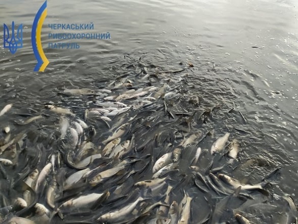Майже 60 тисяч екземплярів риби випустили в Кременчуцьке водосховище на Черкащині (ФОТО)