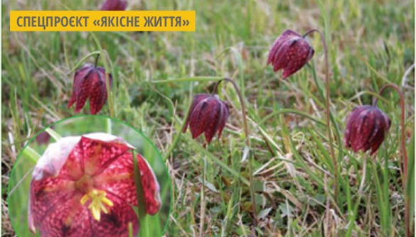 Заказник для порятунку червонокнижної квітки створили в Черкаській області