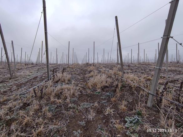На Черкащині фермер обіцяє 50000 гривень за інформацію про вкрадені саджанці яблунь