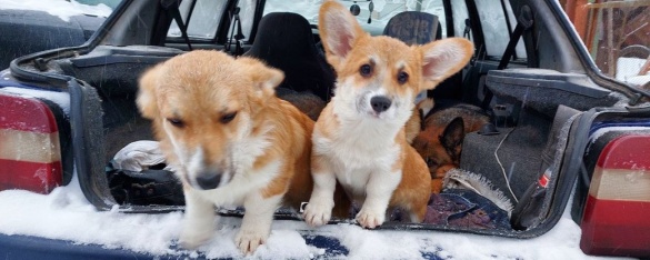 Зимові розваги: черкащанин щодня машиною мандрує зі своїми сімома собаками (ВІДЕО)