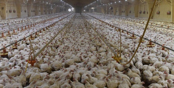 Виробники курятини в Україні можуть зупинити роботу фабрик через ціни на газ