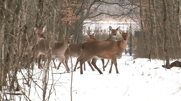 На Черкащині лісівники вирощують кабанів та оленів (ФОТО, ВІДЕО)