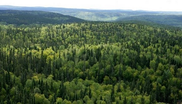 На Черкащині державі повернуть землі лісогосподарського призначення, вартість яких понад 6 млн грн