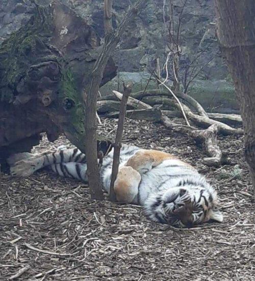 Тварини Черкаського зоопарку перебувають у безпеці