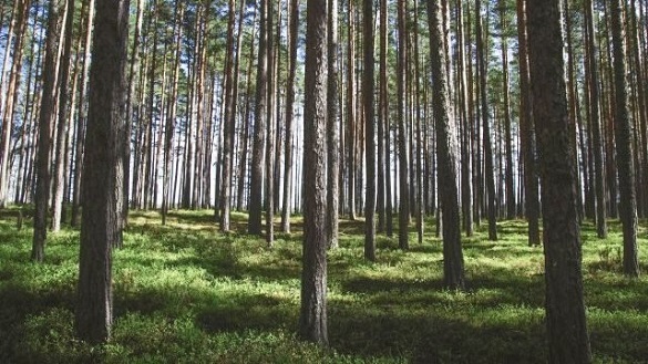 На Черкащині цивільним заборонили відвідувати ліси
