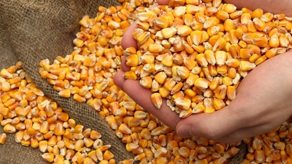 На Черкащині агроном сплатить майже 60 тис грн за викрадене насіння