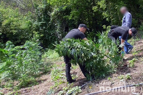 На городі у канівчанки поліцейські виявили понад 200 кущів нарковмісної рослини
