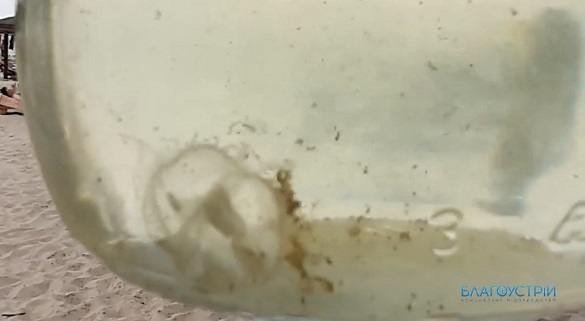 У Черкасах виловили прісноводну медузу (ВІДЕО)