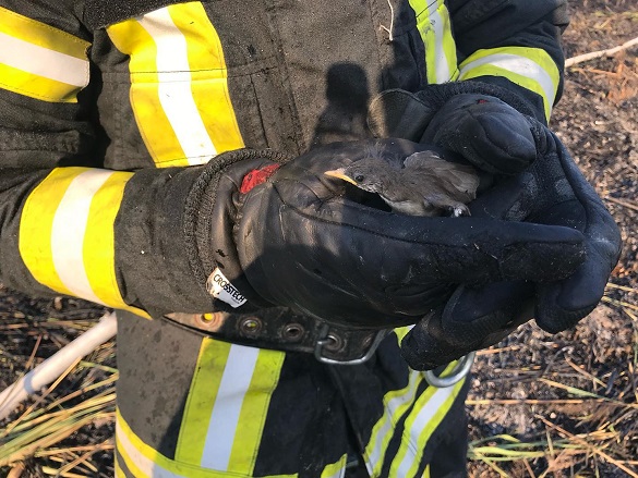 На Черкащині рятувальники з пожежі врятували пташеня