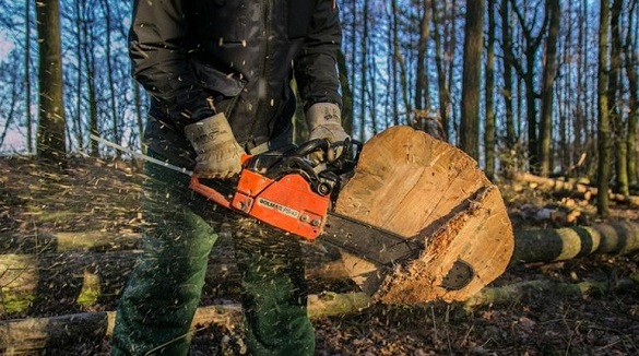 Збитки на понад 35 тисяч гривень: на Черкащині судитимуть дереворуба
