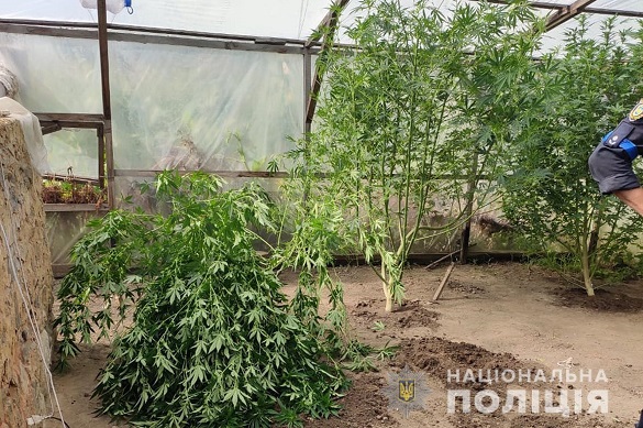 У Черкаській області чоловік у теплиці вирощував наркотичні рослини (ФОТО)