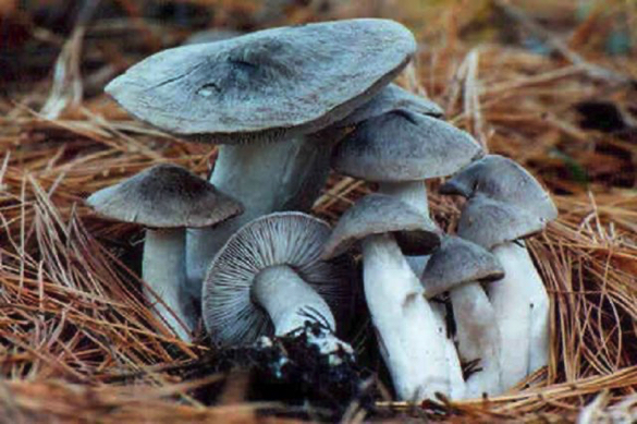 На Черкащині мати з донькою отруїлися грибами