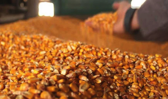 Керівник філії держпідприємства на Уманщині розтратив понад 100 тонн кукурудзи