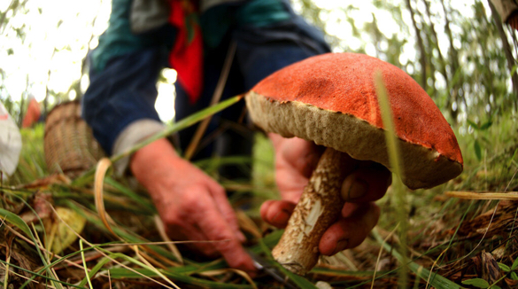 На Черкащині почастішали випадки отруєння грибами