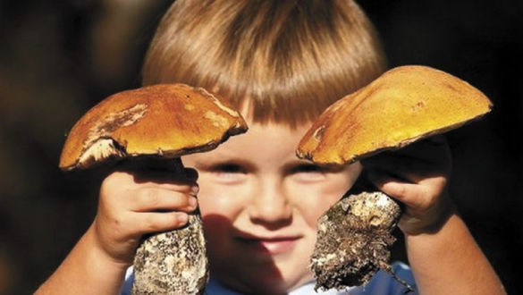 Двоє дітей отруїлися грибами на Черкащині 