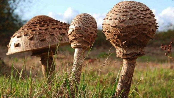 У Черкаській області двоє 11-річних хлопчиків отруїлися грибами