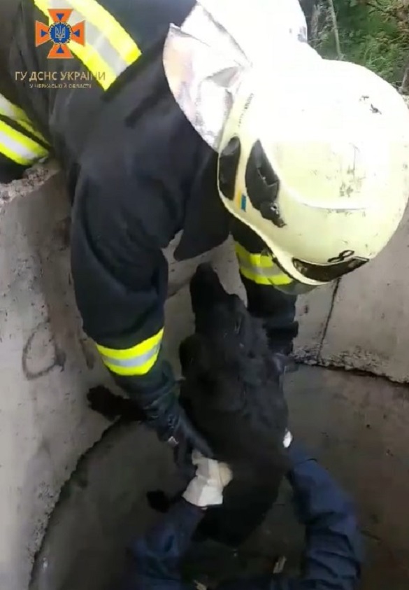 На Черкащині рятувальники із колодязя дістали собаку (ВІДЕО)