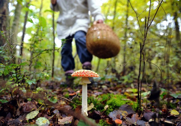 Родина з Черкащини отруїлася дикорослими грибами 