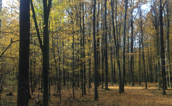 На Черкащині заборонили відвідувати ліси