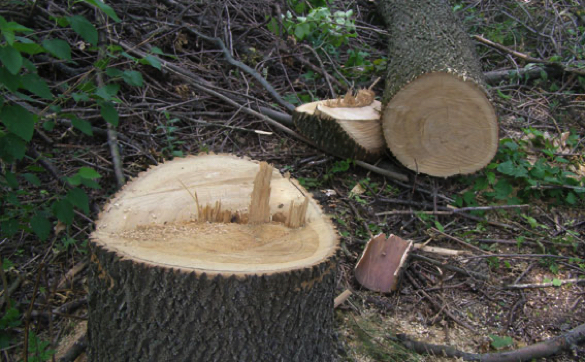 На Черкащині засудили чоловіка за незаконну порубку дерев 