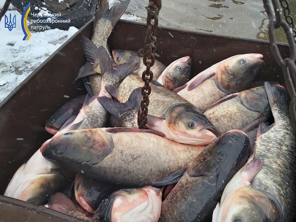 В Дніпро на Черкащині випустили понад 56 тисяч екземплярів риби