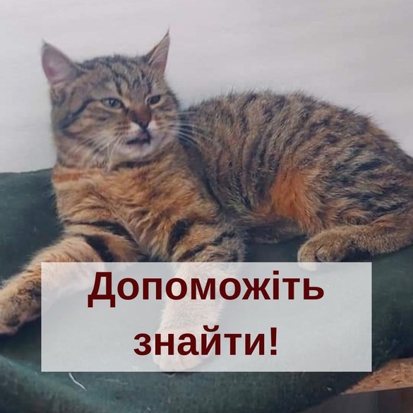 Відповідає за позитивні емоції: “Дирекція парків” у Черкасах шукає зниклу кішку Мусю