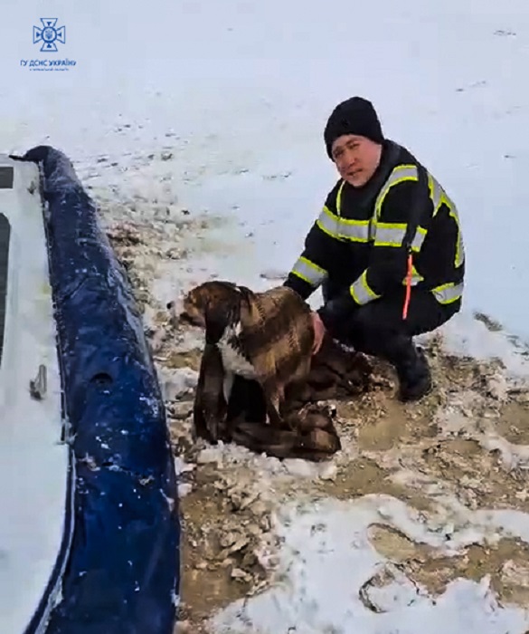 У Черкасах врятували собаку, який провалився під лід
