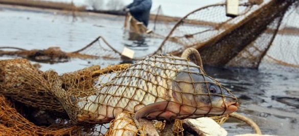 Із початку року порушники рибальства на Черкащині завдали збитків на понад 3 млн грн