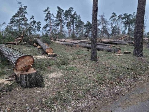 Підприємству, яке вирубало ліс в Черкасах, заборонили забудову