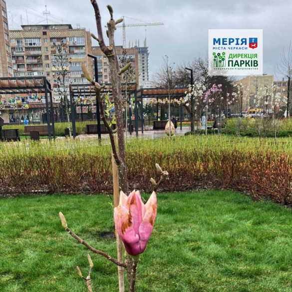 У Черкасах планують створити один із найбільших садів магнолій в Україні