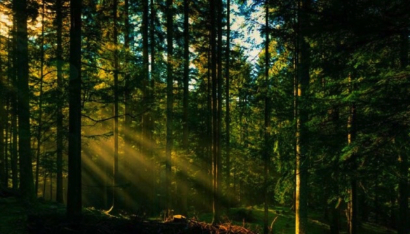 У державну власність повернуть понад три гектари лісогосподарських земель на Корсунщині