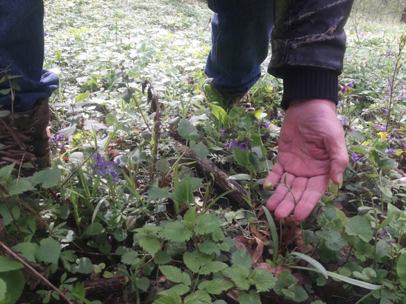 Екологи знайшли на Черкащині нове місце з підсніжниками