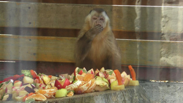 Показове годування: чим ласують тварини в черкаському зоопарку (ВІДЕО)
