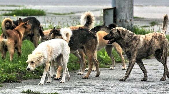 У Черкасах ніяк не можуть прибрати безпритульних агресивних собак з мікрорайону, де займаються і лікуються дітки