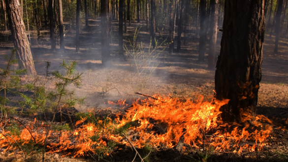 У Черкаській області зберігається високий рівень пожежної небезпеки
