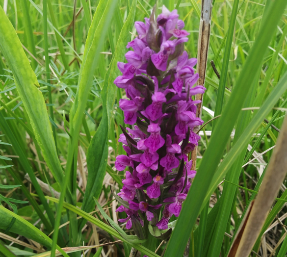 У Черкаській області знайшли поле з орхідеями (ФОТО)