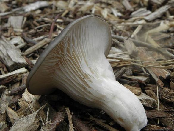 На Золотоніщині подружжя отруїлося грибами