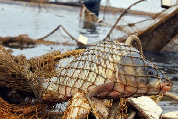 На Канівщині браконьєр наловив риби майже на 20 тисяч