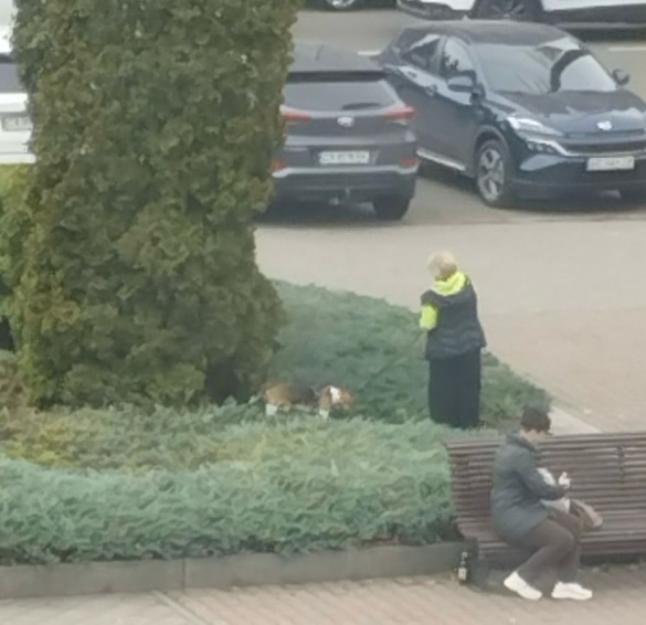 На площі біля Черкаської міської ради жінка вигулювала собаку (ФОТО)