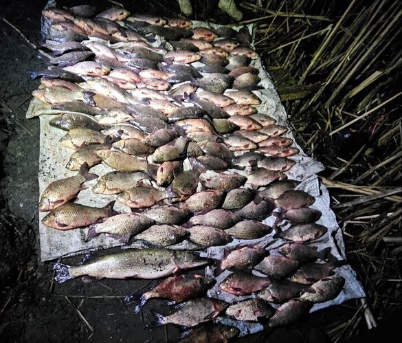 На Черкащині браконьєри наловили риби на майже 200 тисяч