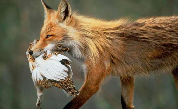 Нашестя лисиць: жителі Золотоніщини потерпають від хижаків