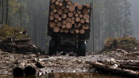 На голову впала гілка: на Черкащині з вини майстра лісу загинув робітник