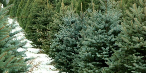 На Черкащині відкрили пункти продажу новорічних дерев