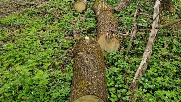 На Жашківщині чоловік незаконно спиляв дерева в лісосмузі