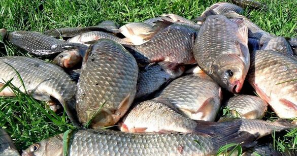 Браконьєр із Черкащини може сплатити 100 тисяч за незаконний вилов риби