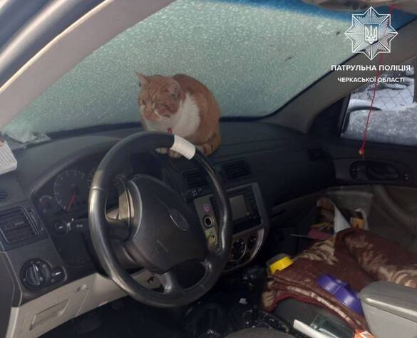 У Черкасах врятували кота, який був у покинутому авто