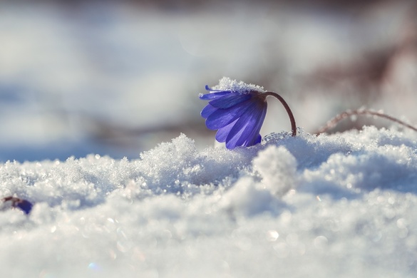На Звенигородщині зафіксували рекордну висоту снігу від початку зими